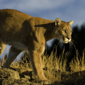cougar